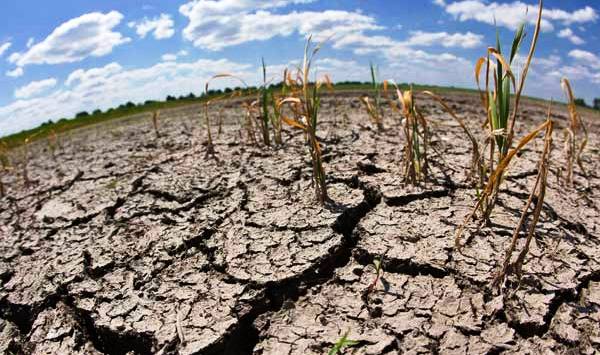 LA FALTA DE LLUVIAS HA AFECTADO MUCHO AL CAMPO.