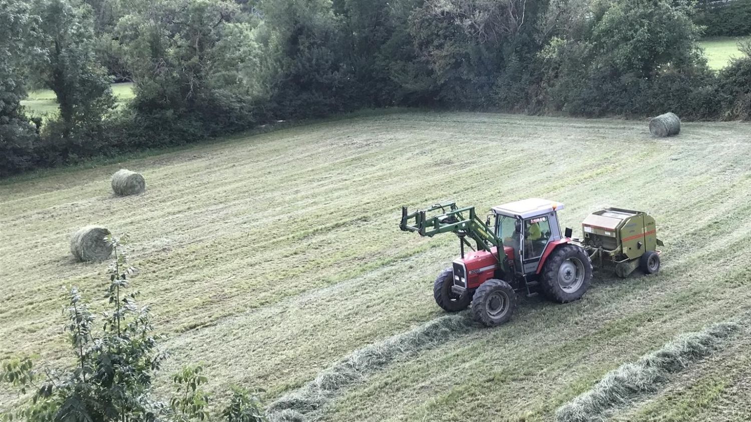 Un tractor recoge alpacas de hierba.