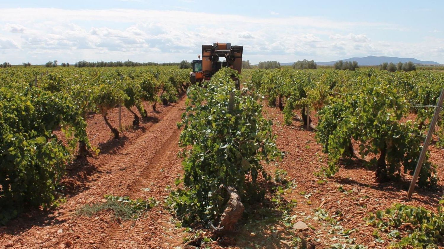 Viñedo de Castilla-La Mancha.