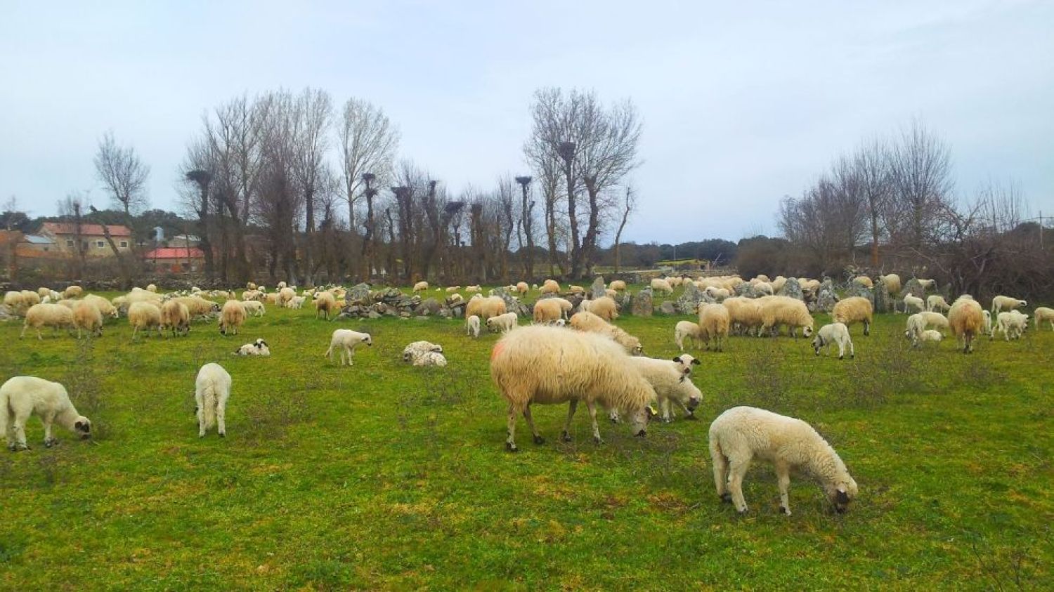 Pastos comunales.