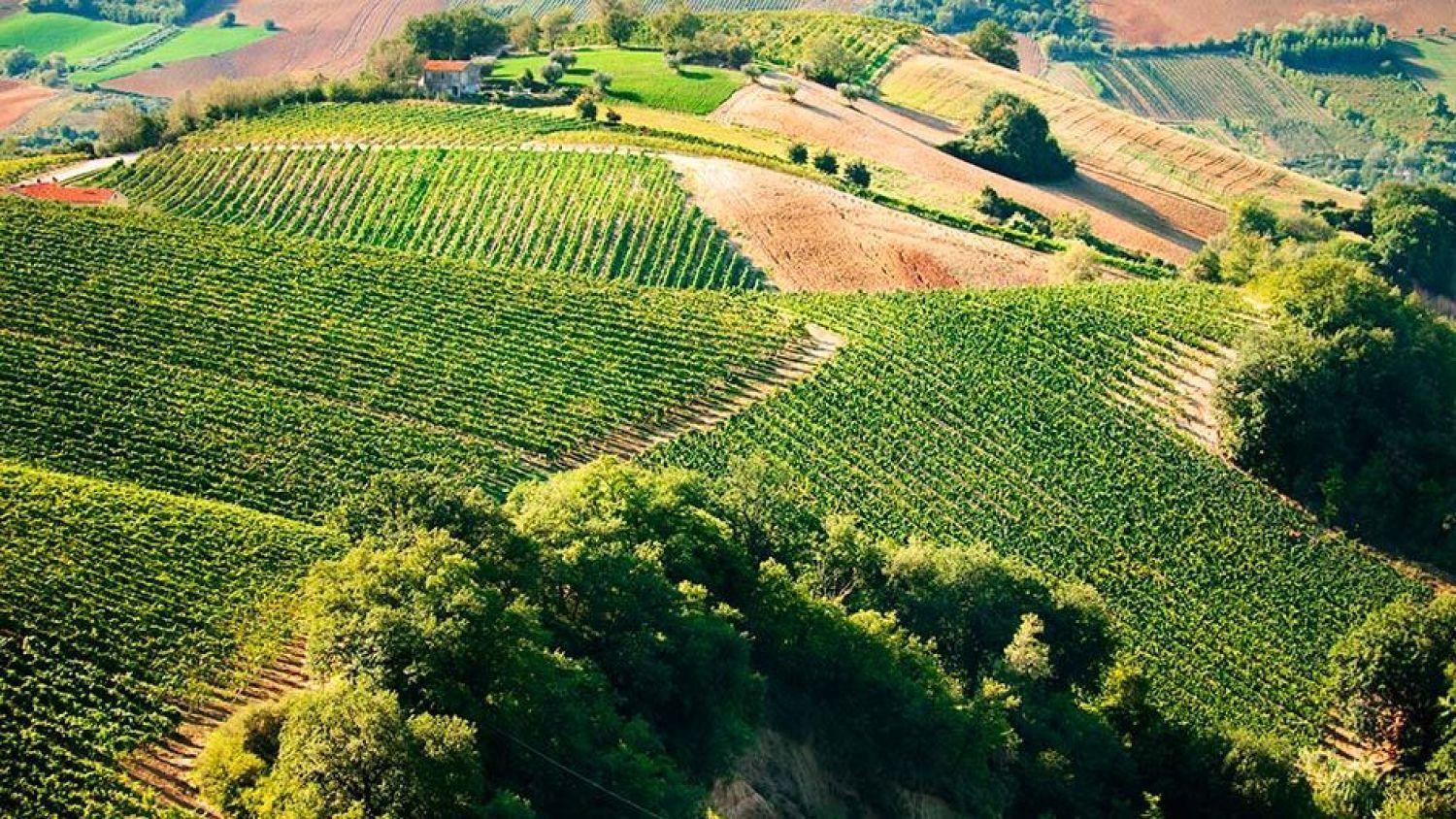 Viñedos de Castilla-La Mancha.