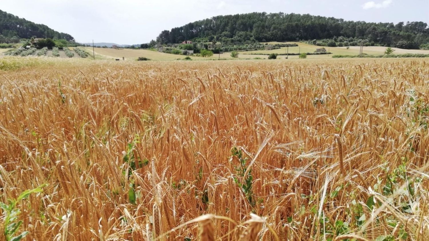 Sector agroalimentario de CLM.