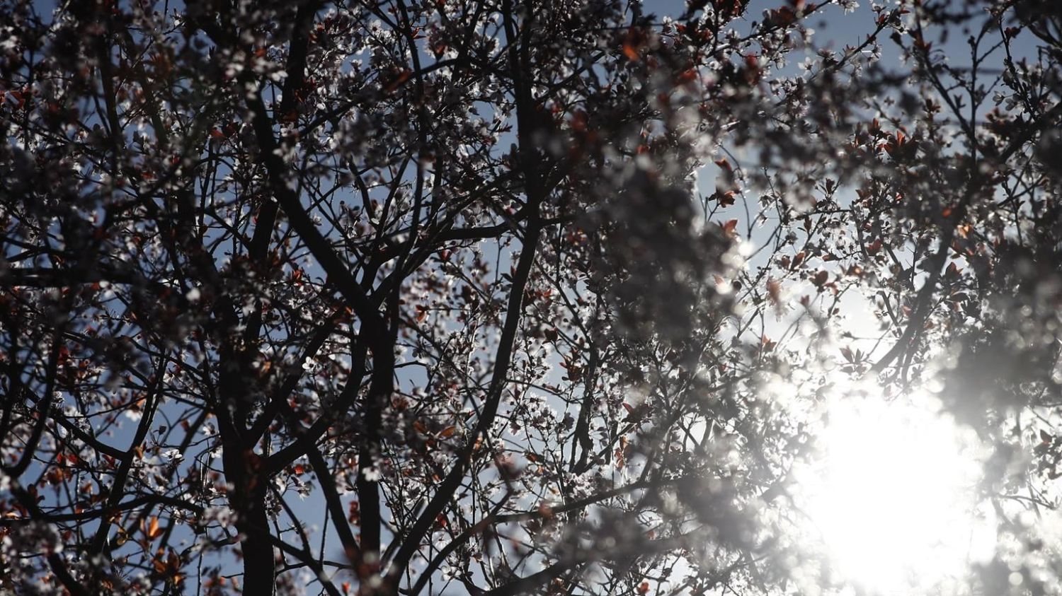 Detalle de un almendro en flor.