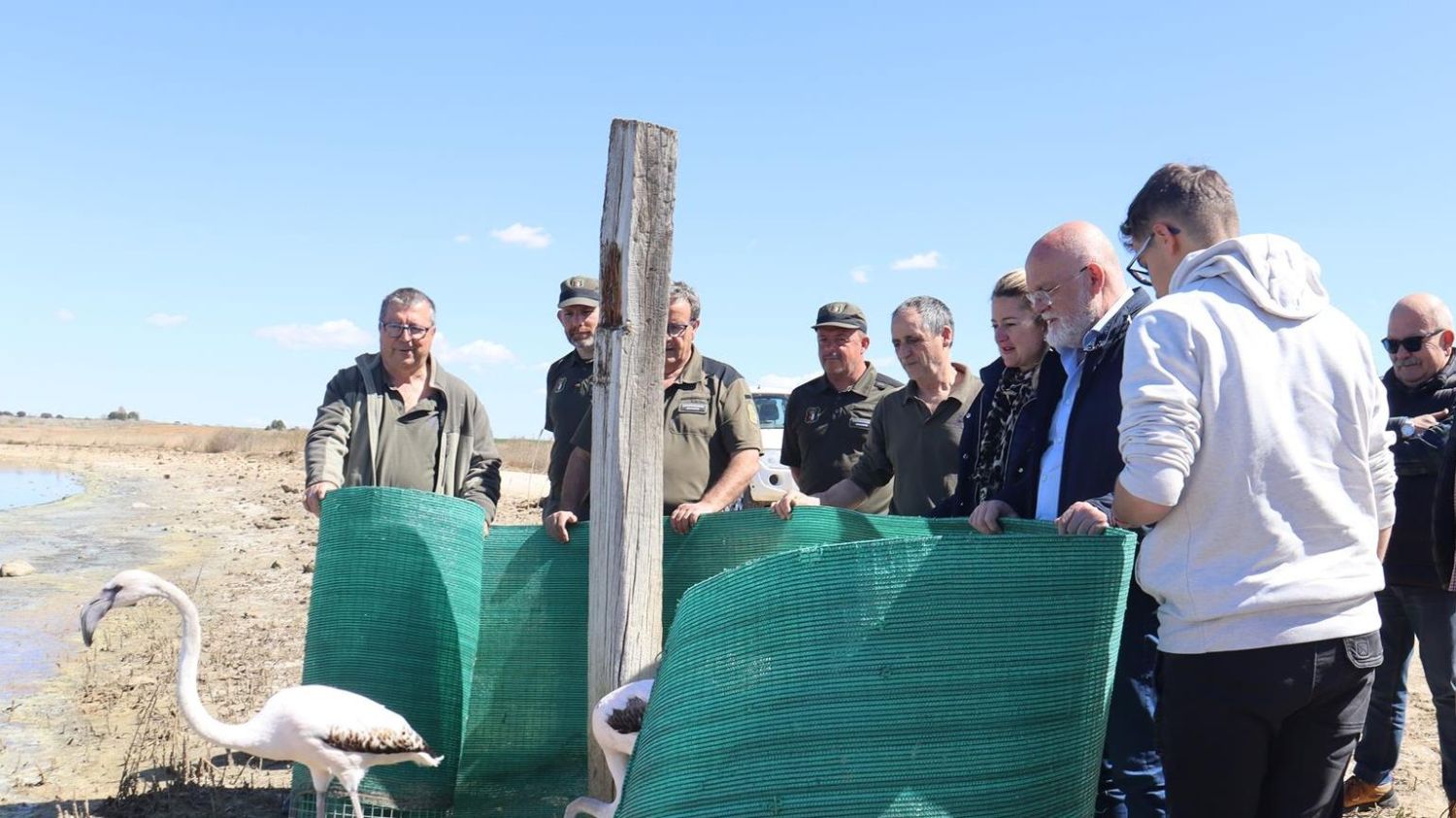 Reeintruducción de ejemplares de flamencos rosados en el Complejo Lagunar de Pétrola.